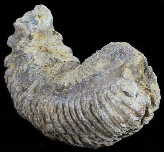 Cretaceous Fossil Oyster (Rastellum) - Madagascar #54473